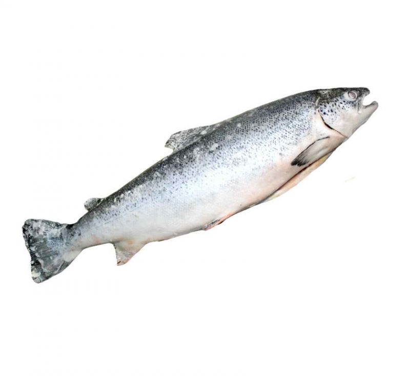Лосось атлантичний морожений